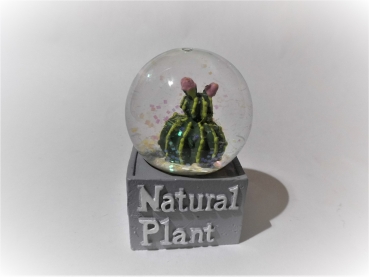Glitter ball cactus "Natural Plant" - round