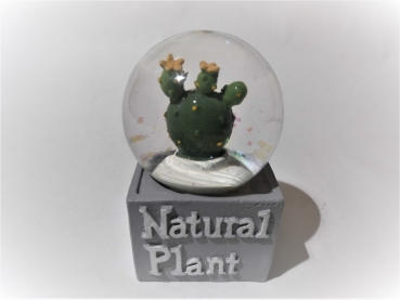 Glitter ball cactus "Natural Plant" - flat