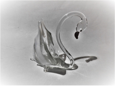 swan, white