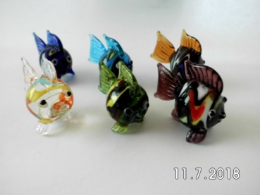 6 fish of different colors