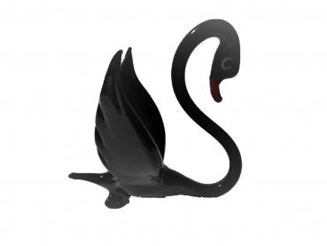 swan, black