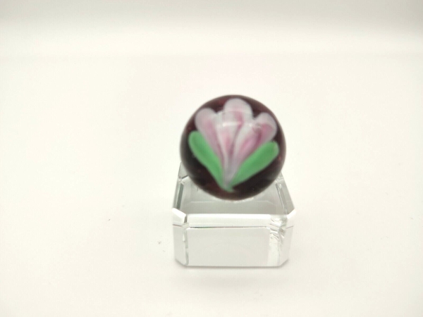 Crocus 22mm - pink