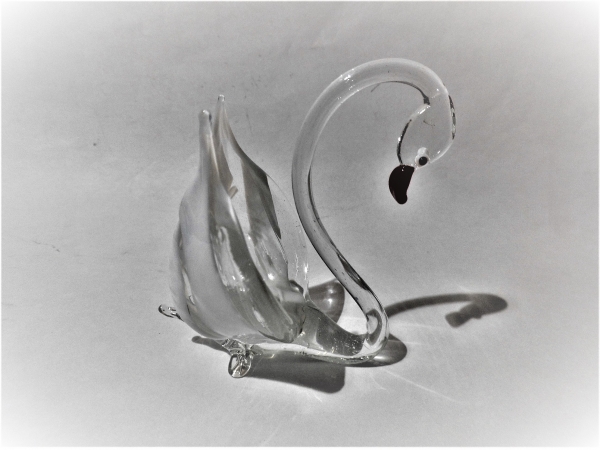 swan, white